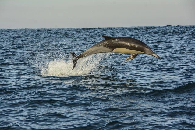 Dolphin Safari